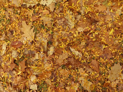 Autumn pattern - mixed yellow leaves on the ground - useful as background image