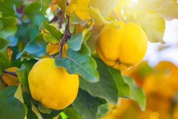 Branch of tree with ripe fruits of quince and leaves