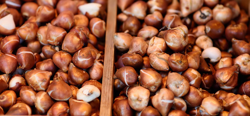 The famous Amsterdam flower market (Bloemenmarkt). Tulip bulbs.