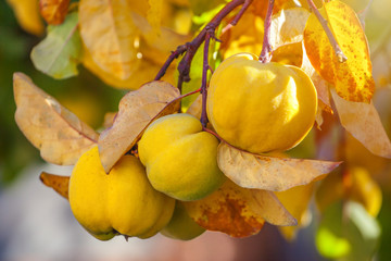 Branch of tree with ripe fruits of quince and leaves