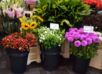 The famous Amsterdam flower market (Bloemenmarkt). Dahlias, Phlox, sunflowers
