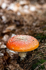 Amanita muscaria fly agaric red mushrooms with white spots in grass