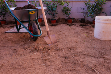 Fototapeta na wymiar The tools for planting a hedge: shovel and barrow. Photinia Red Robin plants are ready to be planted
