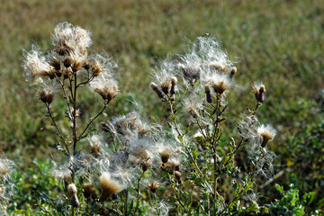 last autumn flowers