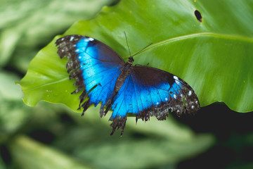 butterfly