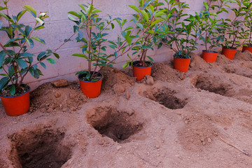 A row of Photinia Red Robin sprigs is ready to be planted in the ground