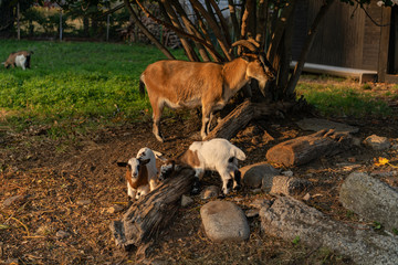 swiss goats in the stable