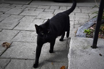 Black cat walks on the sidewalk
