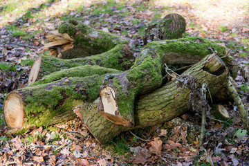Logs in the forrest