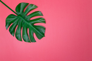 Monstera palm leaf on vibrant pink background