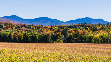 corn field with hills and mountains dressed in bright autumn colors of fall foliage 