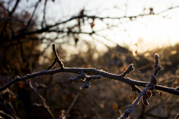 tree branch in hoarfrost