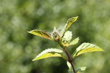 Mint plant, closeup