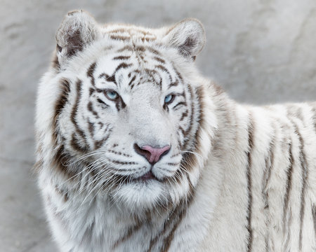 Mighty white tiger