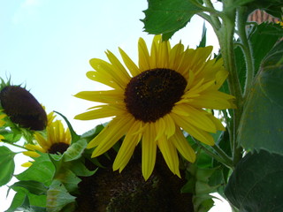 sunflowers and ants
