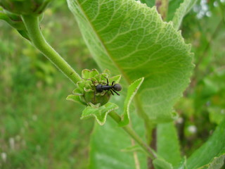 sunflowers and ants