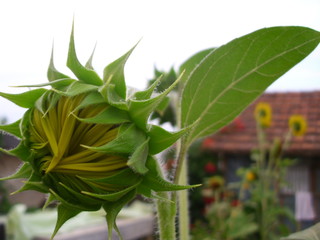 sunflowers and ants