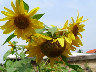 sunflowers and ants