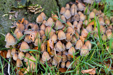 Fungi in Savernake Forest Wiltshire England - United Kingdom