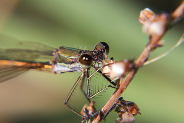 dragonfly on a branch