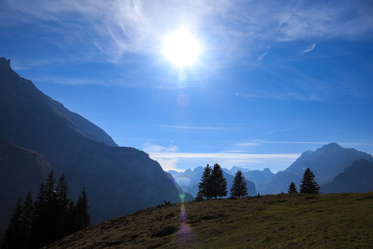 Tree on a mountain with snowview in the sun