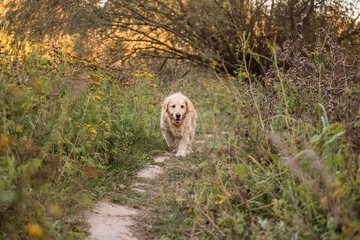 old golden retriever dog walk through the path