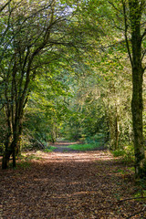 Fototapeta na wymiar Savernake Forest - England's larger forest