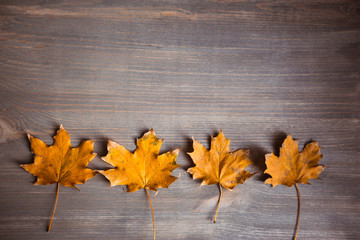 Naklejka na ściany i meble Yellow autumn maple leaves on wooden background.