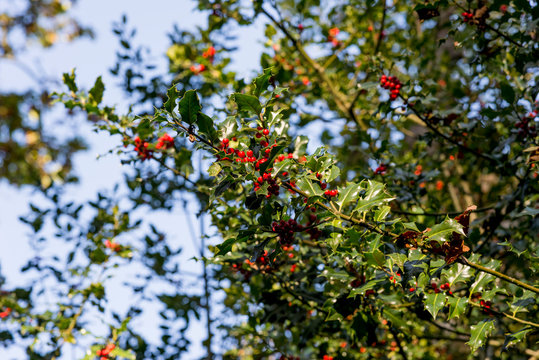 Holly Berries in Autumn - Savernake Forest