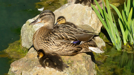 Close Portrait up of Female Mallard Duck (Anas platyrhynchos)