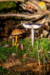 Fungi in Savernake Forest Wiltshire England - United Kingdom