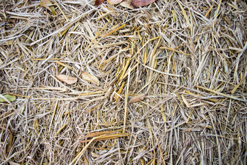 straw background.Close up of straw background texture.Dry straw macro shot. 