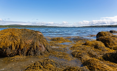 Several large rocks with floating seaweed during an incoming tide on the coast of Sears Island in Maine with Stockton Harbor in the distance on a summer day.