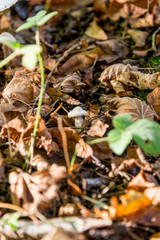 Pleurotus Ostreatus - The Oyster Mushroom