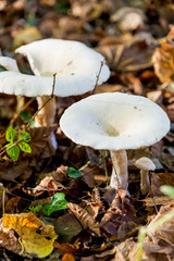 Pleurotus Ostreatus - The Oyster Mushroom