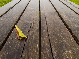 leaf on picnic table