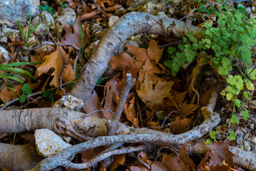 Some tree branches fallen on the ground with some autumn leaves