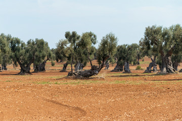 Countryside near the medieval white village of Ostuni
