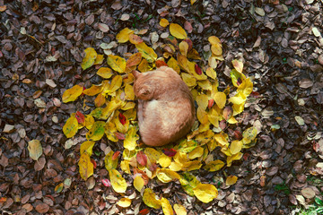 big red cat lies on the fallen leaves in the form of the sun, a sleep. top view, autmn concept, keeper of light, darkness comes