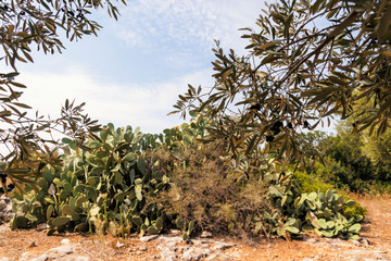 Olive trees in the countryside near the medieval white village of Ostuni