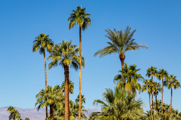 Palm trees against a clear blue sky, at Palm Springs California