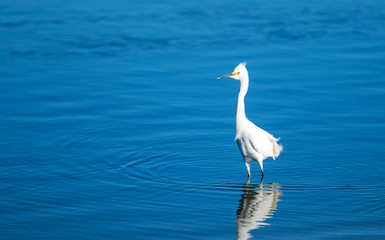 White Egret wading in the Santa Clara river estuary in Ventura California United States