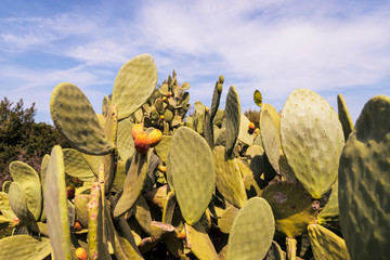 Fig trees in the countryside near the medieval white village of Ostuni