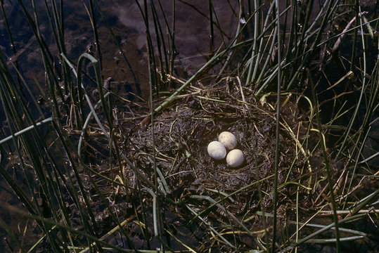 Floating nest of a horned grebe (Podiceps auritus) from a wetland in the prairies of Saskatchewan, Canada.  Nest with three white eggs on a nest of sedges.  Photographed on Kodachrome film.