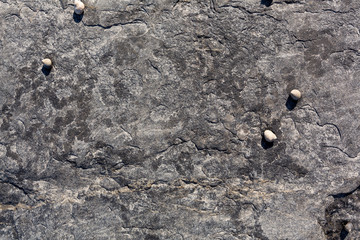 Several periwinkle snails on a dark rock at low tide on the coast of Maine. © Bert Folsom