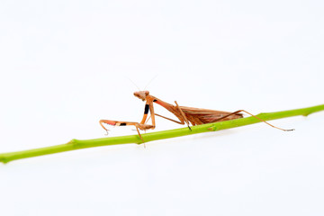 A mantis on a white background