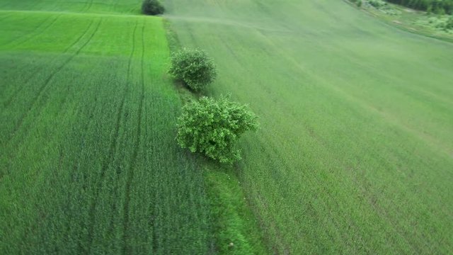 forest, tree, green, around, field, nature, forest,