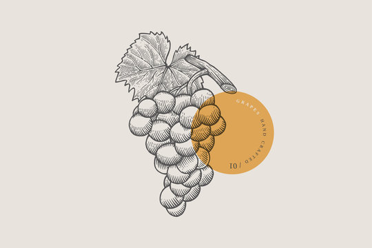 Image of bunch of grapes in an engraving style on light background. Vector illustration.