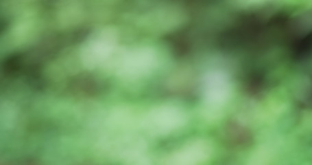 Nature background of lush green vegetation in Monteverde forest