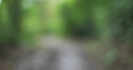 Defocused nature background of a winding trail through lush forest vegetation